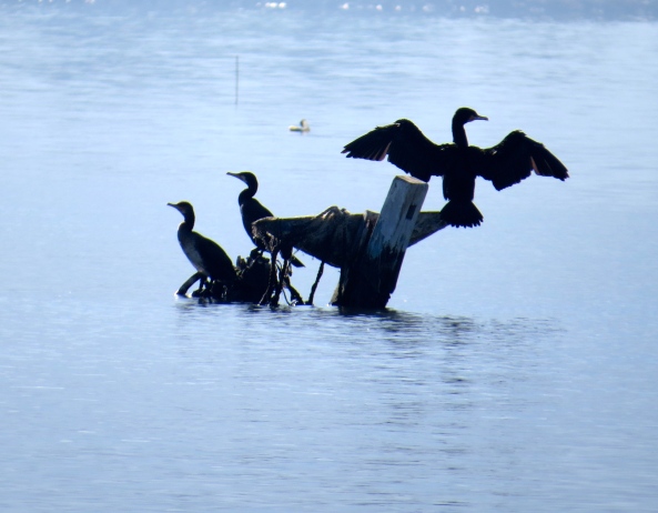 Words welled up inside him and he wanted to speak. His cormorant comrades felt that quite frankly they had seen it all before!